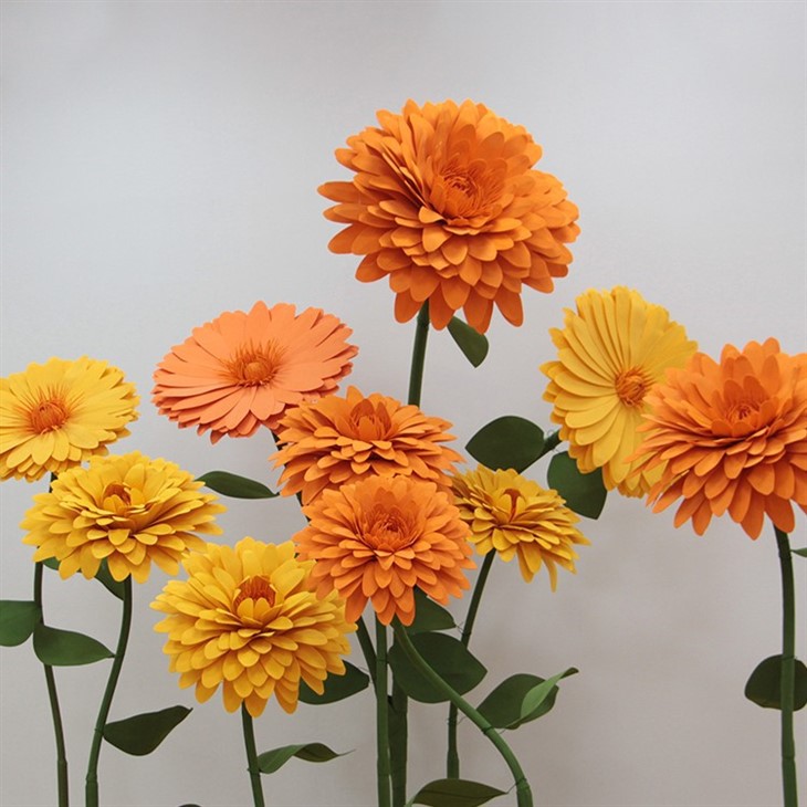 Bunga buih Marigold