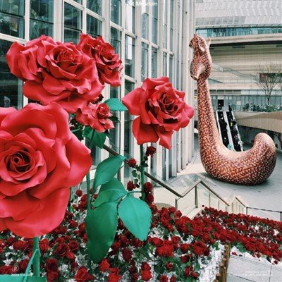 Bunga harian Valentine