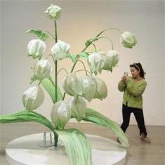 Lily bunga kertas lembah